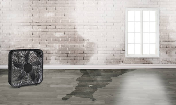 Best Water damage contractors near me  in Bethel, OH
